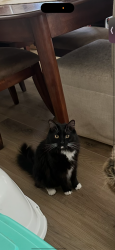 Lost Male Cat last seen Lockwood and Mitc hammock, Oviedo, FL 32765