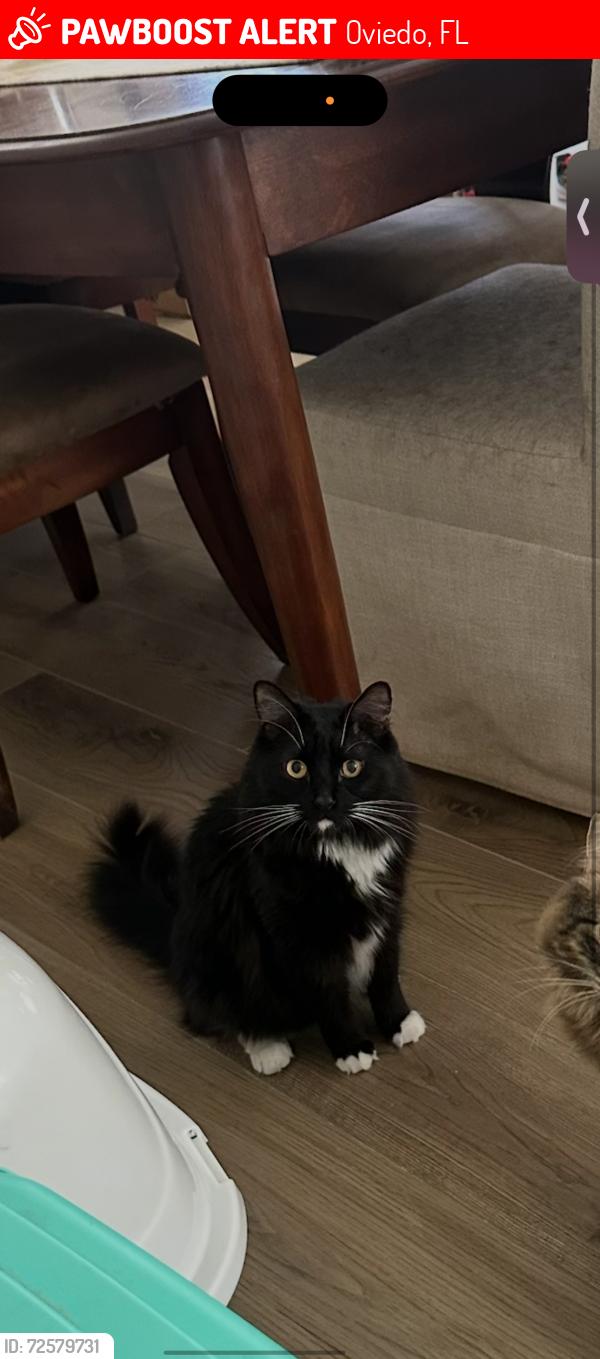 Lost Male Cat last seen Lockwood and Mitc hammock, Oviedo, FL 32765