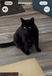 Lost Male Cat last seen Grand River & Orchard Lake Rd, Brookdale cndmniums, Farmington, MI 48336