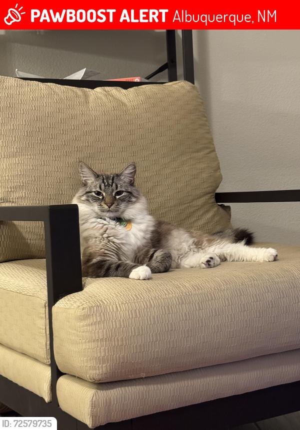 Lost Male Cat last seen Del Carmen St NW, Albuquerque, NM 87114