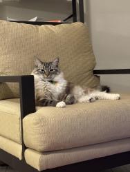 Lost Male Cat last seen Del Carmen St NW, Albuquerque, NM 87114