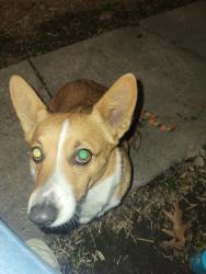 Found/Stray Female Dog last seen 4th St., Joplin, MO 64801