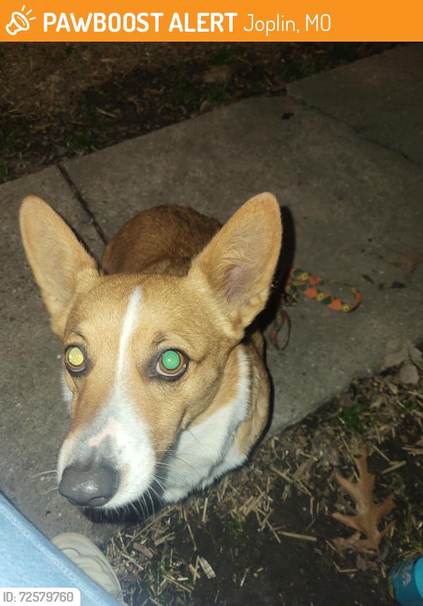 Found/Stray Female Dog last seen 4th St., Joplin, MO 64801