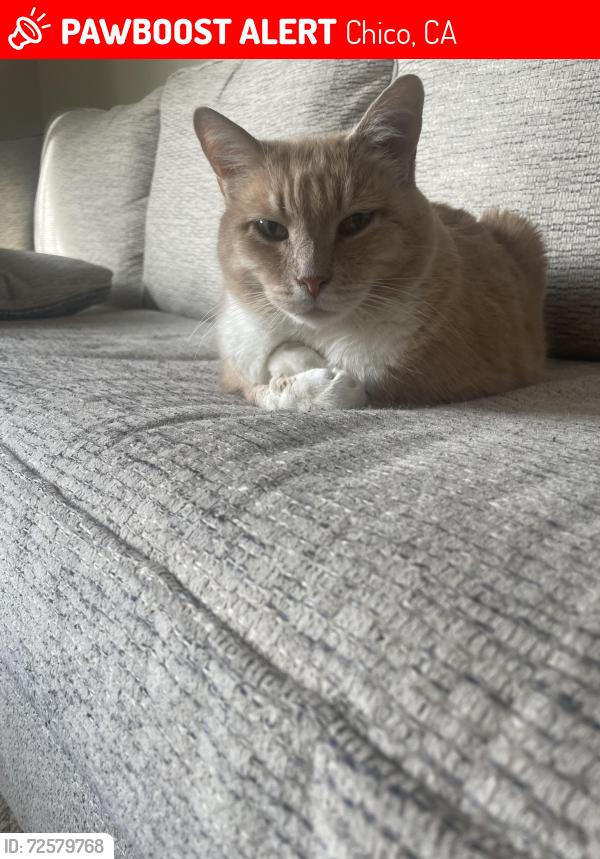 Lost Male Cat last seen Noyo Ct & Tuolomne Drive near Wildwood Park, Chico, CA 95973
