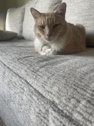 Lost Male Cat last seen Noyo Ct & Tuolomne Drive near Wildwood Park, Chico, CA 95973