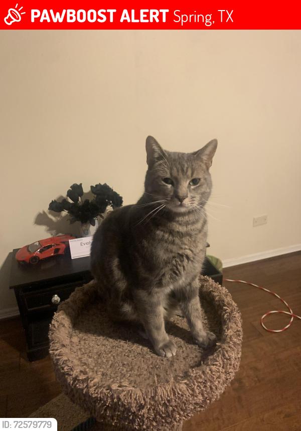 Lost Male Cat last seen Whispering willow dr, Spring, TX 77373