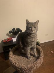 Lost Male Cat last seen Whispering willow dr, Spring, TX 77373