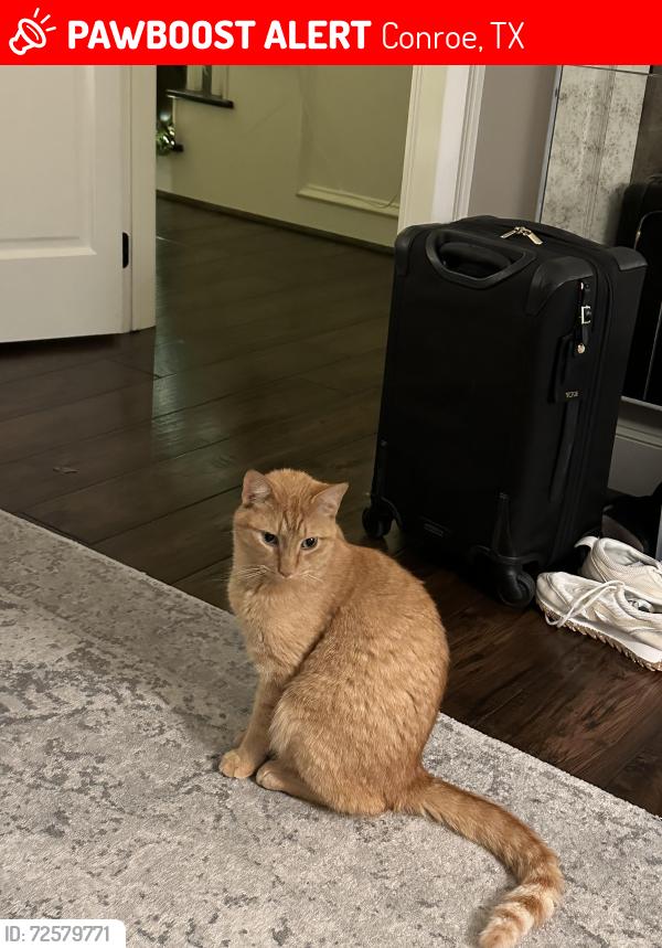 Lost Male Cat last seen Red oak ranch, lake forest drive, Conroe, TX 77384