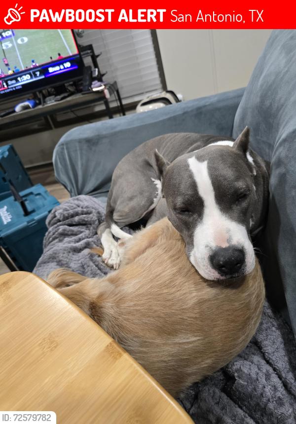 Lost Female Dog last seen Old Pleasanton RD, San Antonio, TX 78264