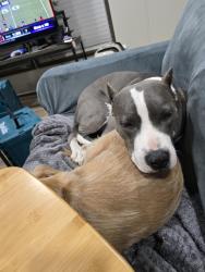 Lost Female Dog last seen Old Pleasanton RD, San Antonio, TX 78264