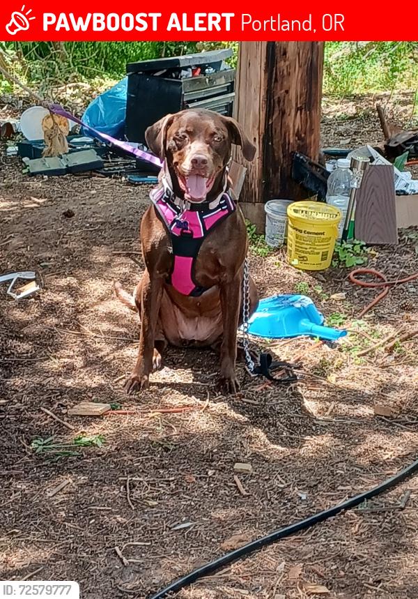 Lost Female Dog last seen 82ND STREET AND POWELL , Portland, OR 97204