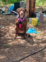 Lost Female Dog last seen 82ND STREET AND POWELL , Portland, OR 97204