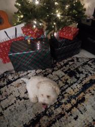 Lost Male Dog last seen Indian school and 27th ave, Phoenix, AZ 85017