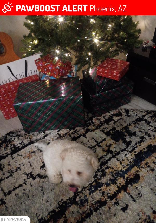 Lost Male Dog last seen Indian school and 27th ave, Phoenix, AZ 85017