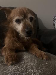 Lost Male Dog last seen 99th Ave lower buckeye , Tolleson, AZ 85353