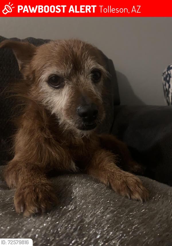 Lost Male Dog last seen 99th Ave lower buckeye , Tolleson, AZ 85353