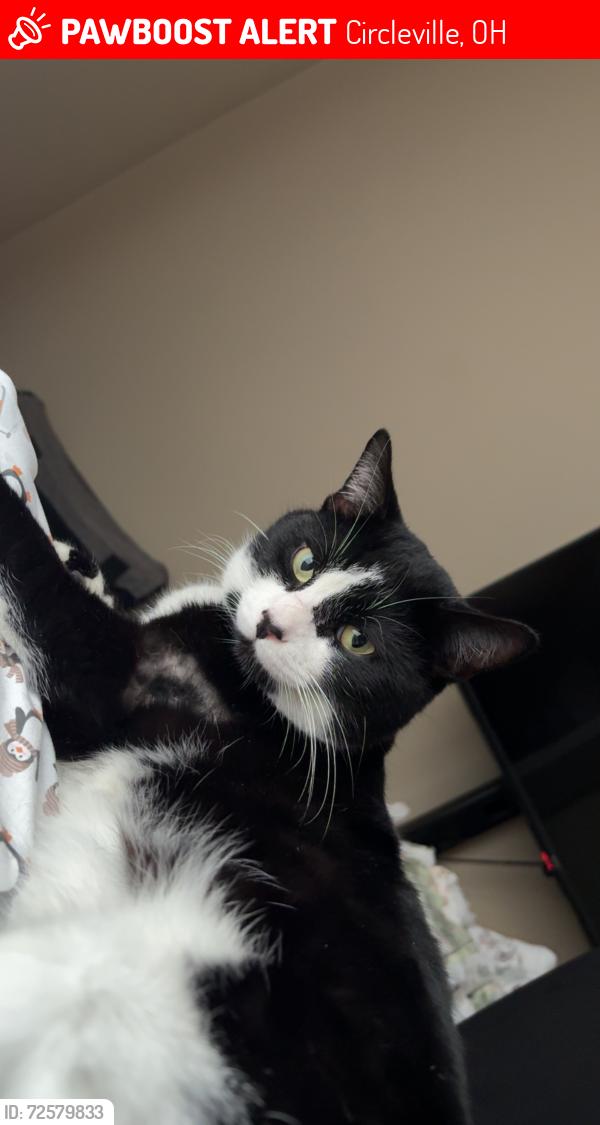 Lost Male Cat last seen Near Lancaster pike circleville Ohio! Apple ridge apmts , Circleville, OH 43113