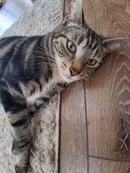 Lost Male Cat last seen 120th and 223rd Kent wa, Kent, WA 98031