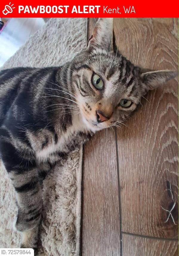 Lost Male Cat last seen 120th and 223rd Kent wa, Kent, WA 98031