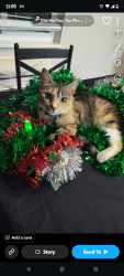 Lost Female Cat last seen 44th and Kipling, Wheat Ridge, CO 80033
