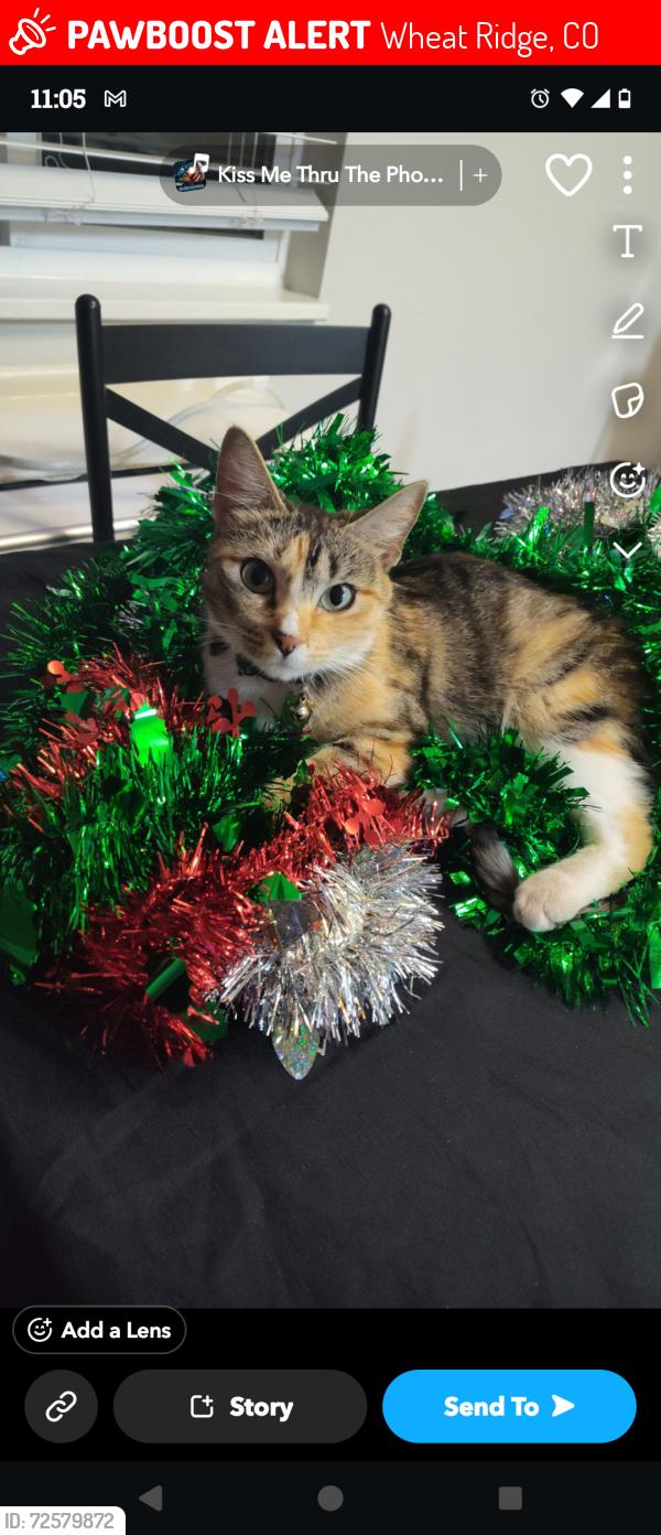 Lost Female Cat last seen 44th and Kipling, Wheat Ridge, CO 80033