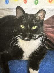 Lost Female Cat last seen JFKTerminal4. jamaica NY, Queens, NY 11430