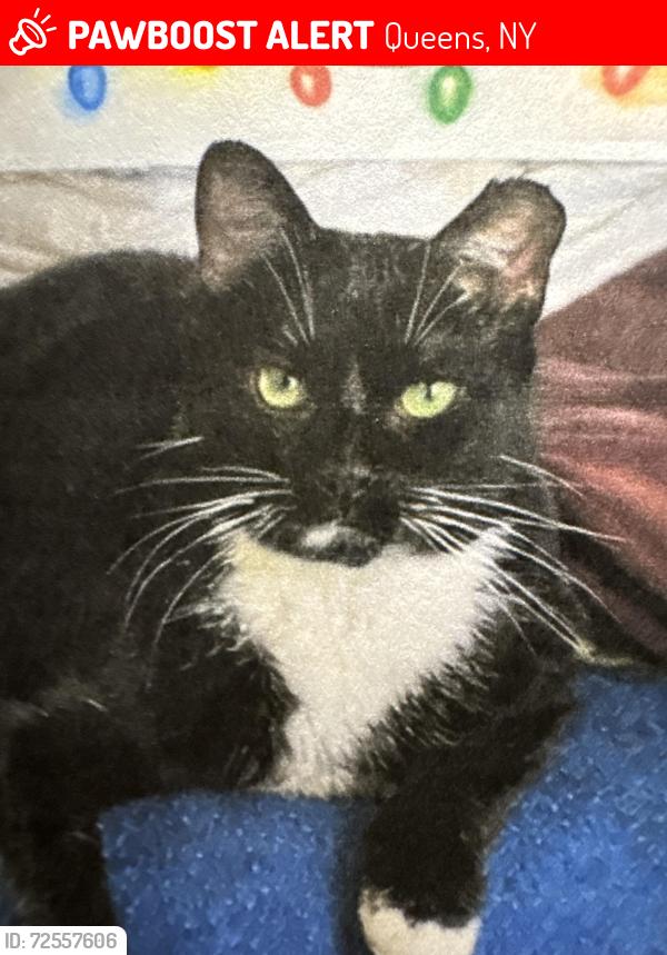 Lost Female Cat last seen JFKTerminal4. jamaica NY, Queens, NY 11430