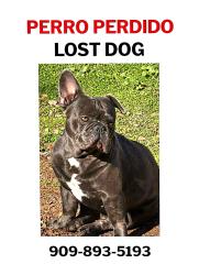 Lost Male Dog last seen 9th st & Towen Av, Pomona, CA 91766