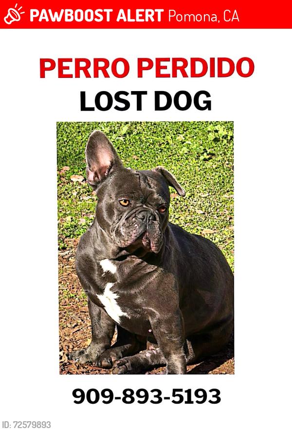 Lost Male Dog last seen 9th st & Towen Av, Pomona, CA 91766