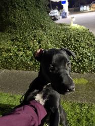Found/Stray Male Dog last seen Near Gravelly Lake Dr SW, Lakewood, WA 98499, Tacoma, WA 98499