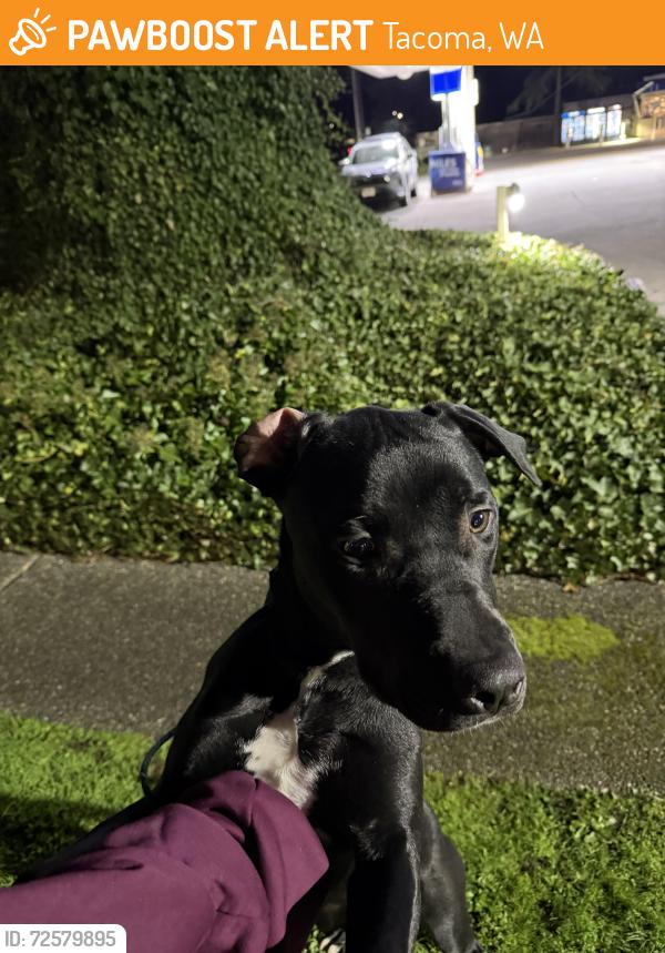 Found/Stray Male Dog last seen Near Gravelly Lake Dr SW, Lakewood, WA 98499, Tacoma, WA 98499