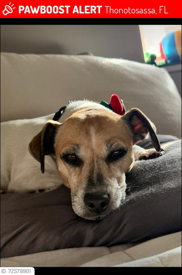 Lost Female Dog last seen Near and McIntosh , Thonotosassa, FL 33592