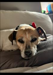 Lost Female Dog last seen Near and McIntosh , Thonotosassa, FL 33592