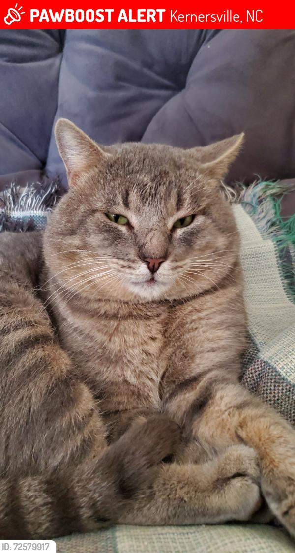 Lost Male Cat last seen Union Cross, Kernersville, NC 27284