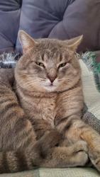 Lost Male Cat last seen Union Cross, Kernersville, NC 27284