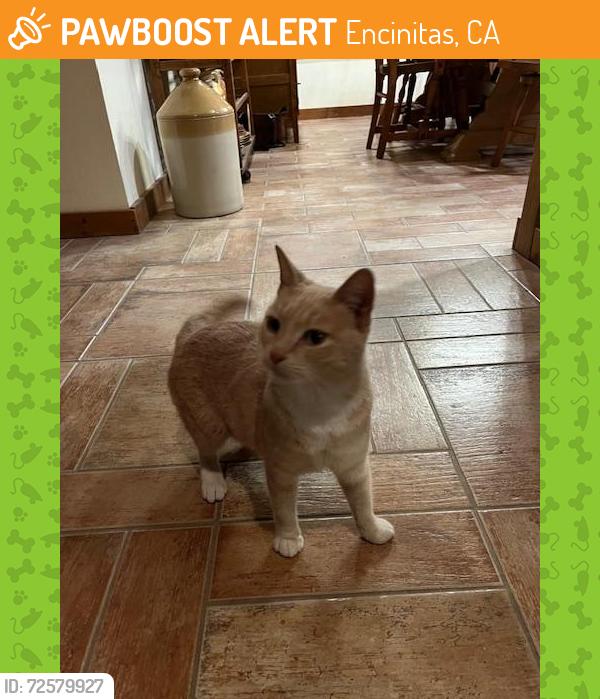Found/Stray Female Cat last seen Rodney Ave, Encinitas, CA 92024