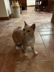 Found/Stray Female Cat last seen Rodney Ave, Encinitas, CA 92024
