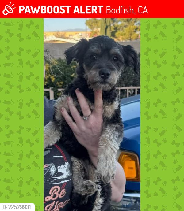 Lost Female Dog last seen S alpine , Bodfish, CA 93205