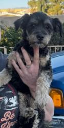 Lost Female Dog last seen S alpine , Bodfish, CA 93205