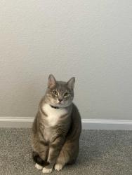 Lost Male Cat last seen 119th and Baseline Rd, Erie, CO 80026