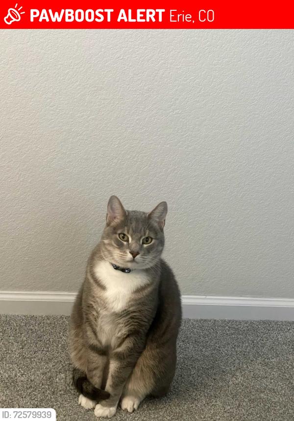 Lost Male Cat last seen 119th and Baseline Rd, Erie, CO 80026