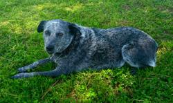 Lost Female Dog last seen Little tokyo area, Los Angeles, CA 90033