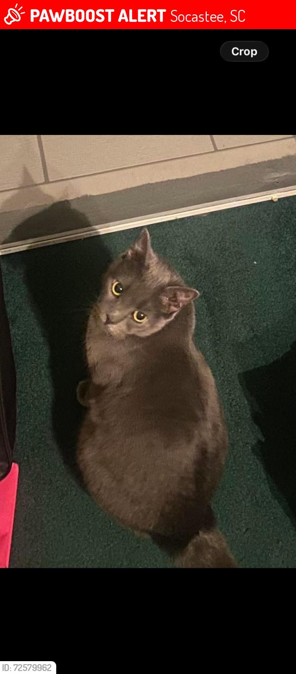 Lost Female Cat last seen Big Block Rd/ Hwy 544, Socastee, SC 29588