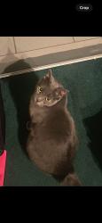 Lost Female Cat last seen Big Block Rd/ Hwy 544, Socastee, SC 29588