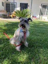 Lost Male Dog last seen Lincoln and Washington , Riverside, CA 92504