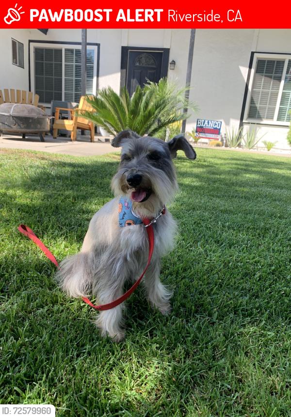 Lost Male Dog last seen Lincoln and Washington , Riverside, CA 92504