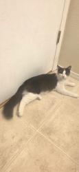 Lost Male Cat last seen Thoreau meadows dr ne , Rio Rancho, NM 87144