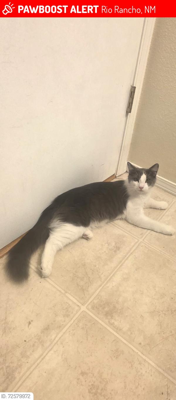 Lost Male Cat last seen Thoreau meadows dr ne , Rio Rancho, NM 87144