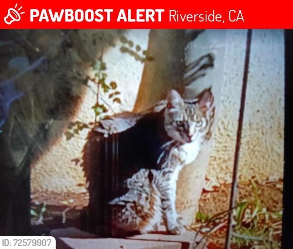 Lost Female Cat last seen Ghouls and Jones, Riverside, CA 92501