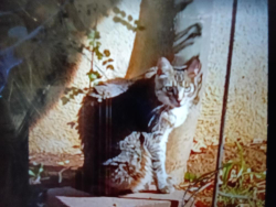 Lost Female Cat last seen Ghouls and Jones, Riverside, CA 92501
